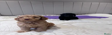 Cockapoo 2