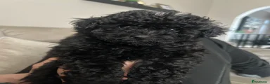 Toy Poodle Puppy 1