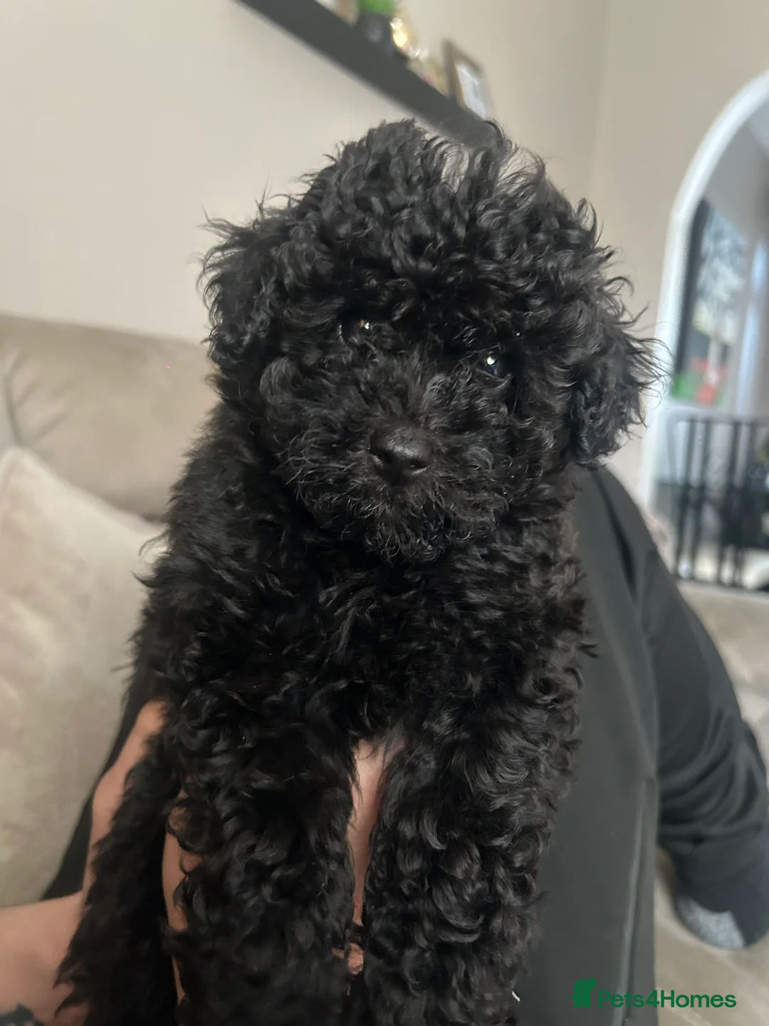 Toy Poodle dogs for sale: Toy Poodles… Available now!! in Blaydon-on-Tyne - Advert 2