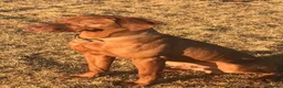 Hungarian Vizsla dogs for sale: Stunning KC registered Hungarian Vizsla Puppies  - Advert 12