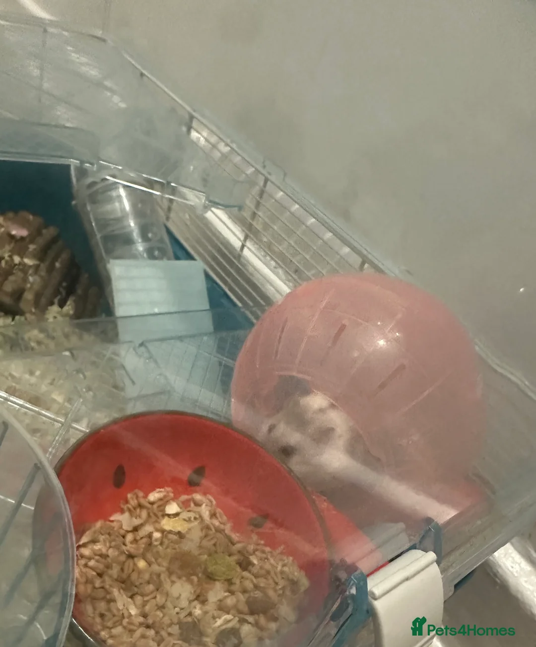 Hamster rodents for sale: Dwarf robo hamster and set up - Advert 2