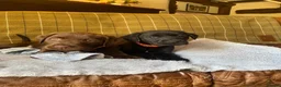 Labrador Retriever dogs for sale: Beautiful Chunky Labrador Puppies  - Advert 8