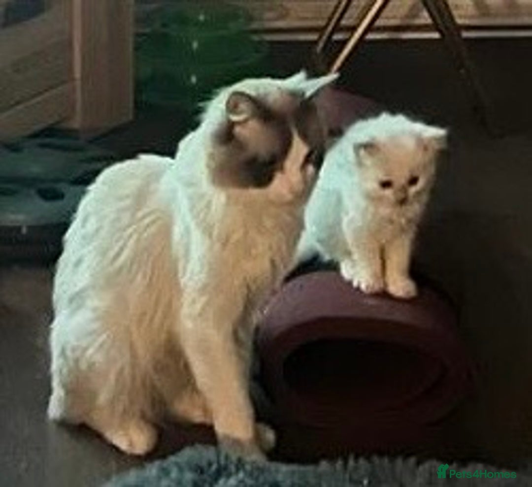Ragdoll cats for sale: 2 MALE RAGDOLL KITTENS FOR SALE - Image 6