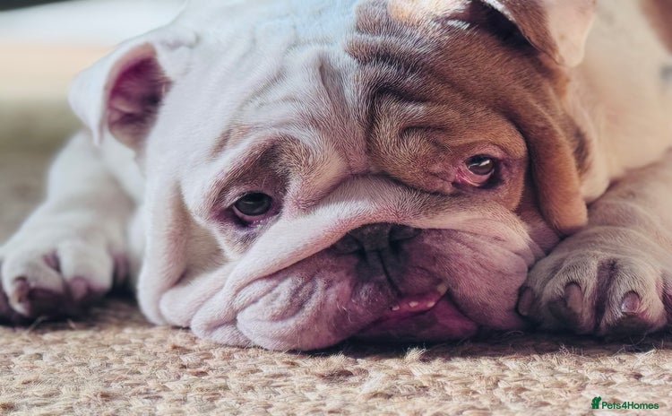 English Bulldog dogs - Advert 1