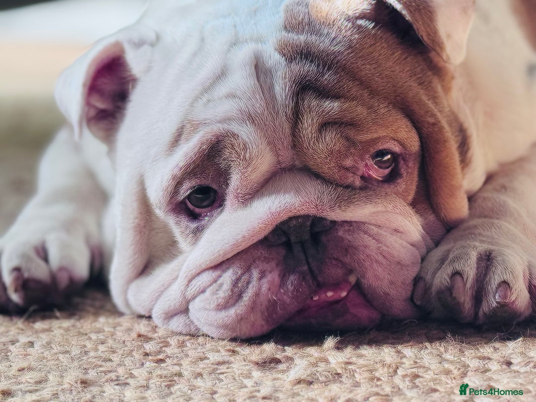 English Bulldog dogs for sale: Rehoming of Gorgeous Bulldog - Image 1