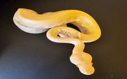 Python Snake reptiles for sale: CB25 Albino/lesser Royal (F) - Image 2