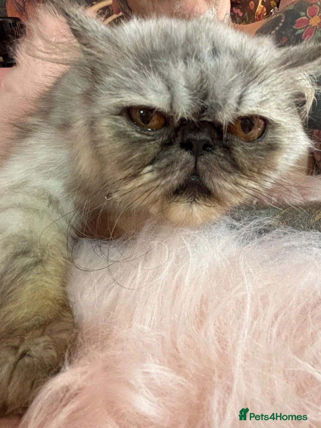 Persian cats for sale: Exotic  ** d Persian female in Warrington - Advert 2