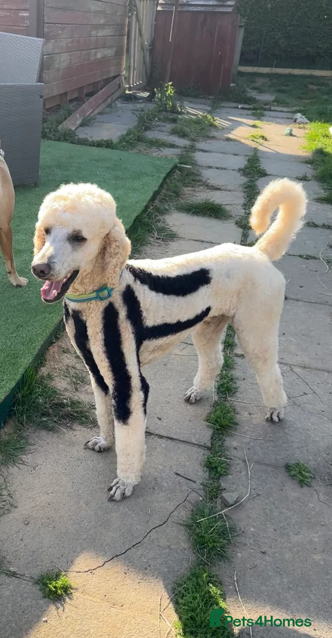 Standard Poodle dogs for stud: Standard poodle for stud - Advert 3