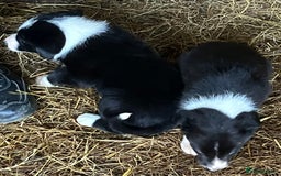 Border Collie dogs for sale: Two collie pups  - Image 4