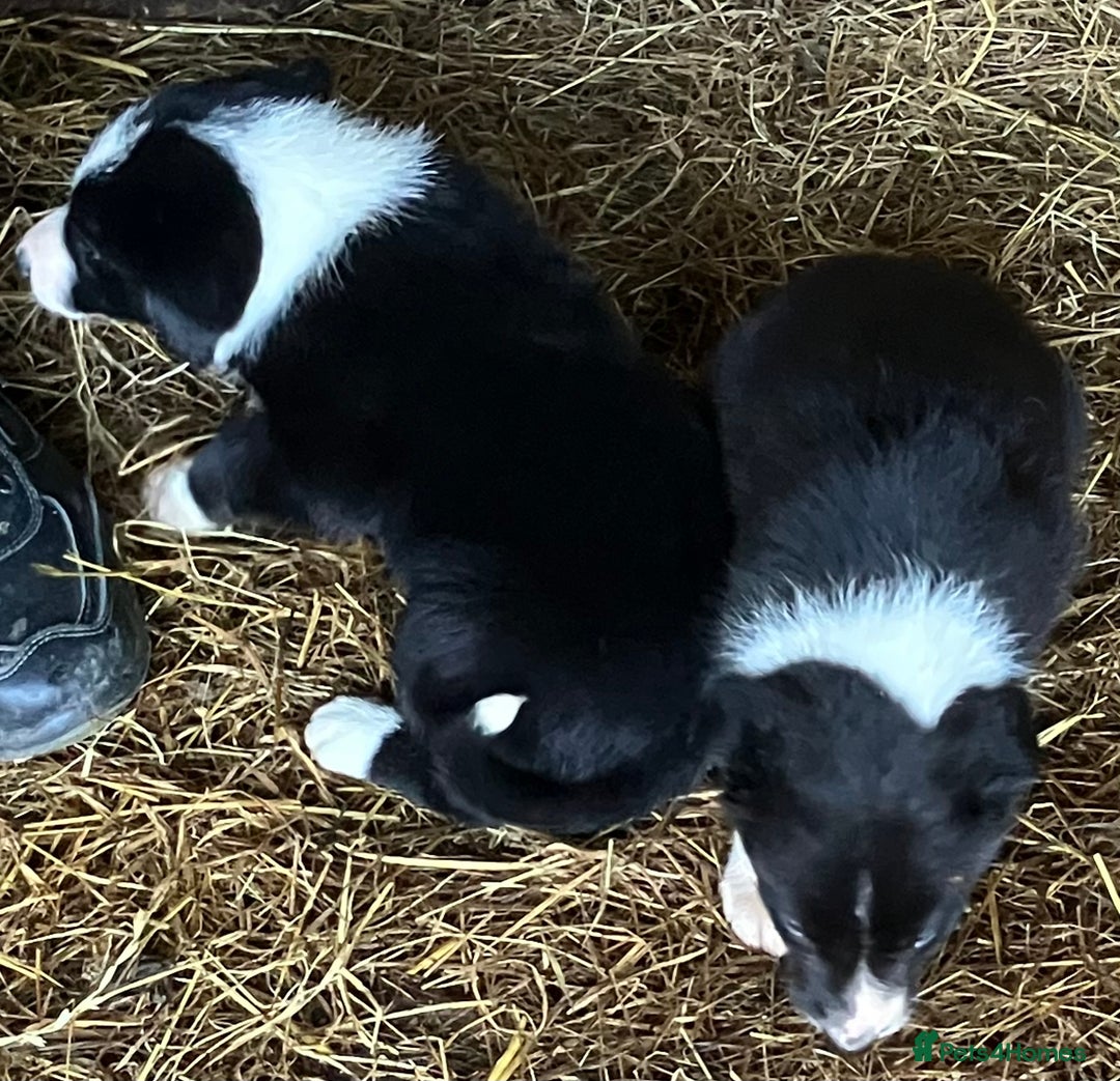 Border Collie dogs for sale: Two collie pups  - Image 4