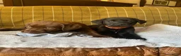 Labrador Retriever dogs for sale: Beautiful Chunky Labrador Puppies  - Advert 11