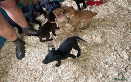 Mixed Breed dogs for sale:  8 Kelpie x labrador Puppies for sale  - Image 18