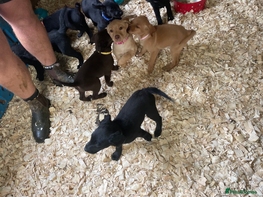 Mixed Breed dogs for sale:  8 Kelpie x labrador Puppies for sale  - Image 18