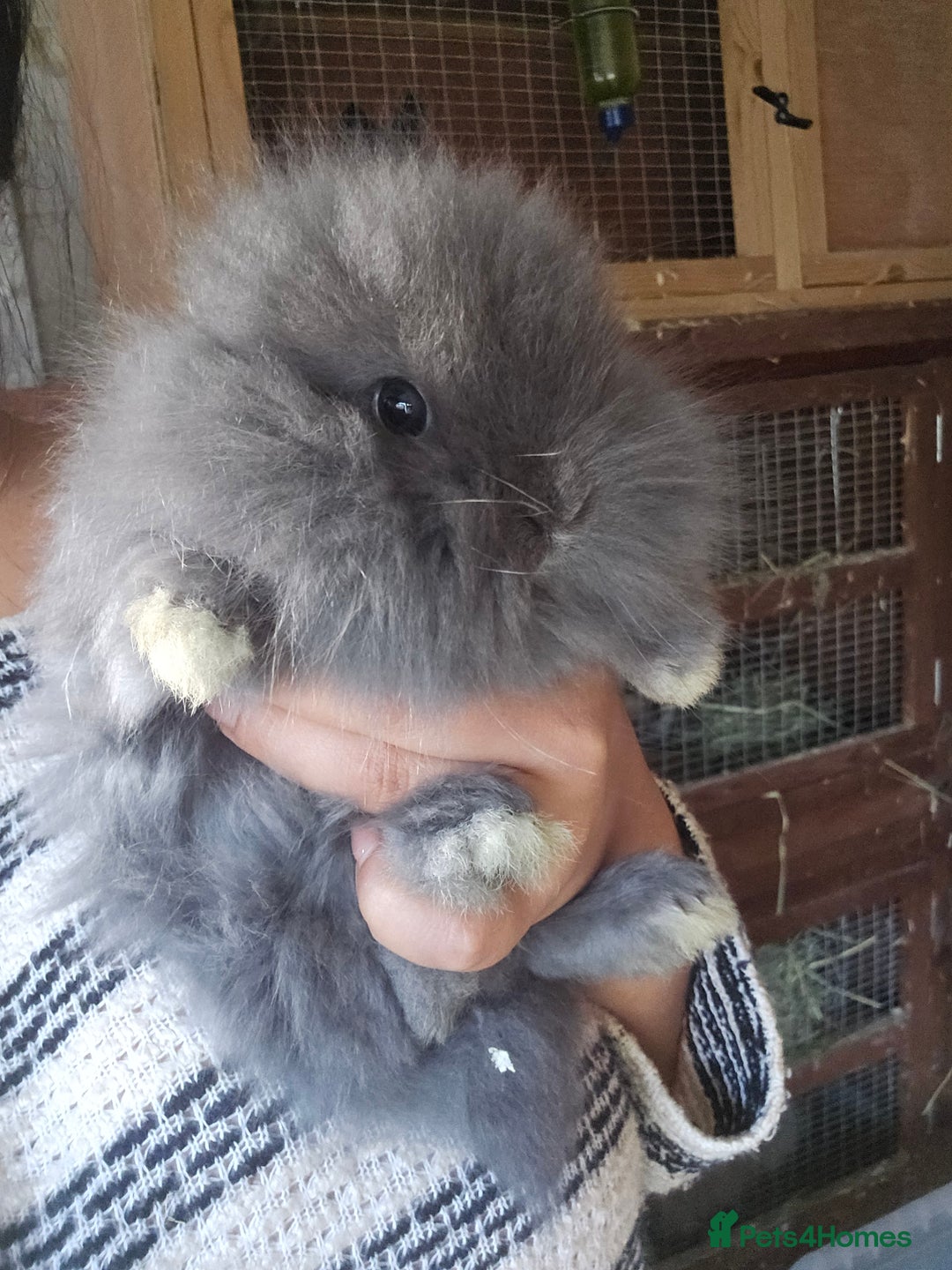 Lionhead rabbits for sale: 5 Beautiful Lion Head Babies - Advert 12