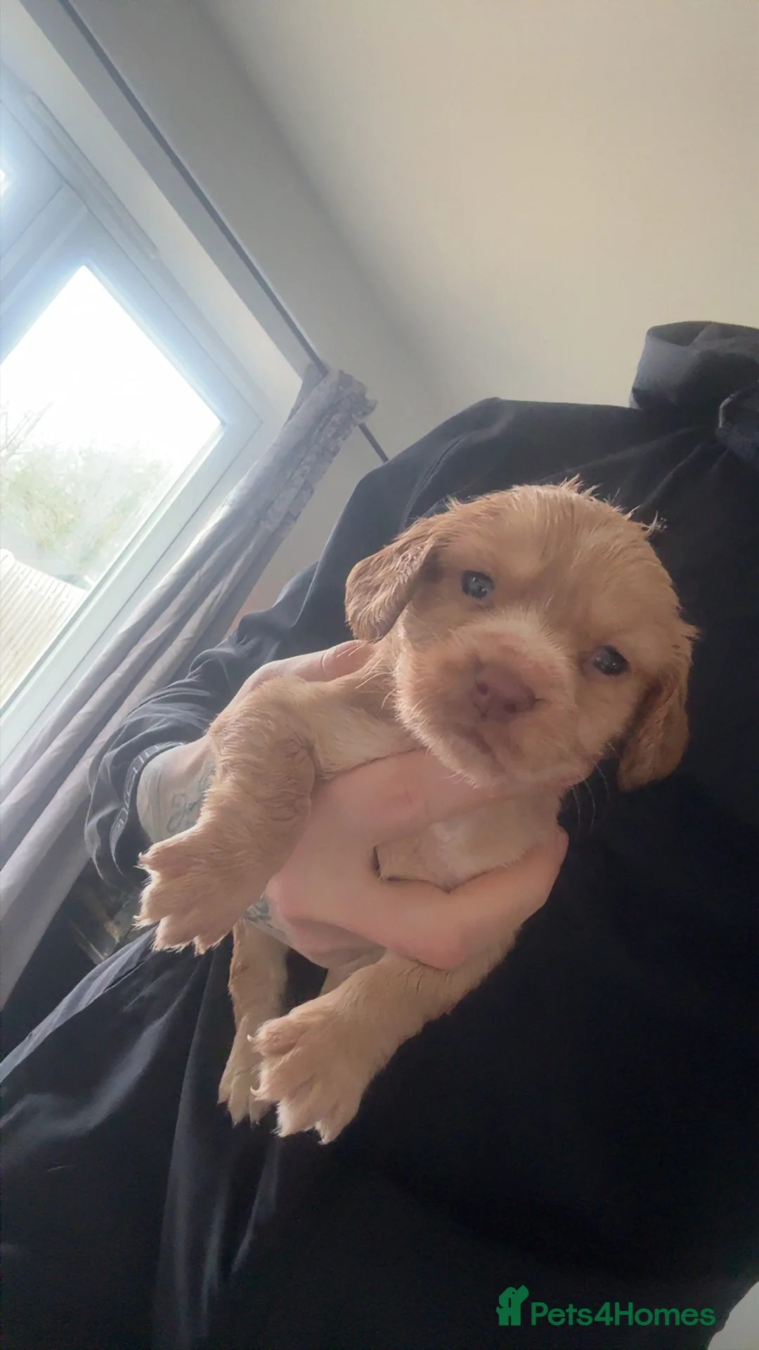 Cocker Spaniel dogs for sale: 1 cocker spaniel girl  left available  - Advert 16
