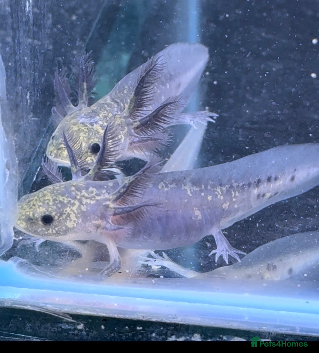 Axolotl reptiles Axolotl  - Advert 21