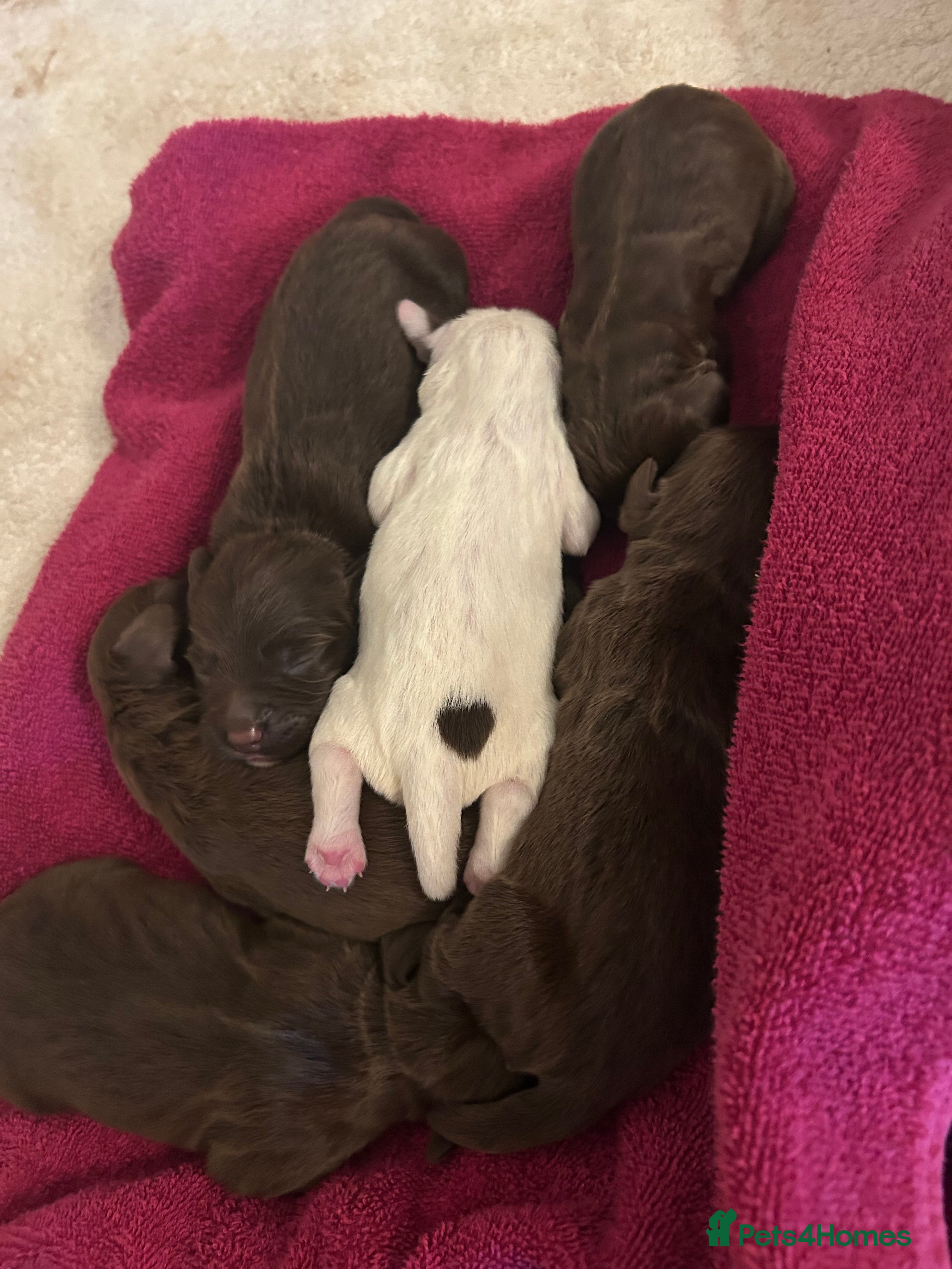 Sprocker dogs ** F1B SPROCKERS ** - Advert 14