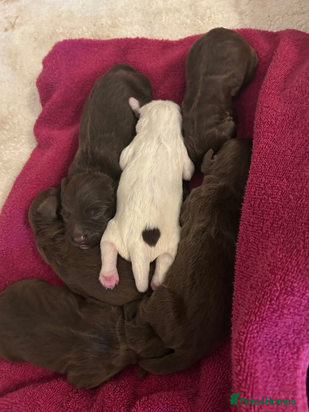 Sprocker dogs for sale: ** F1B SPROCKERS ** - Advert 1