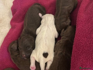 Sprocker dogs ** F1B SPROCKERS ** - Advert 2