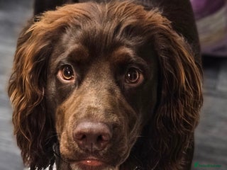 Cocker Spaniel dogs - Advert 1