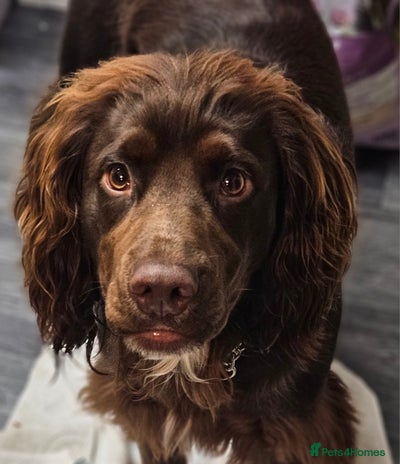 Cocker Spaniel dogs - Advert 1