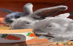 French Lop rabbits for sale: Blue French lopXDutch baby rabbits ready to go now - Image 24