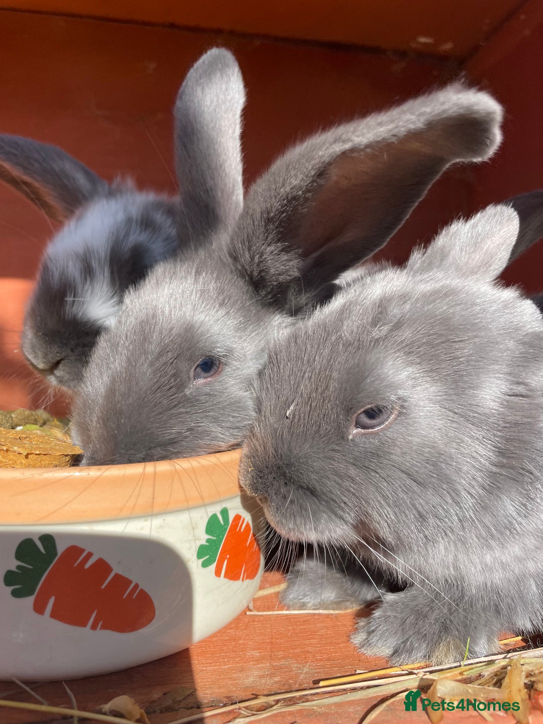 French Lop rabbits for sale: Blue French lopXDutch baby rabbits ready to go now - Image 24