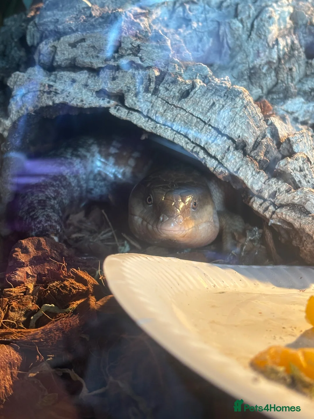 Skink reptiles for sale: Tanimbar blue tongue skink - Advert 2