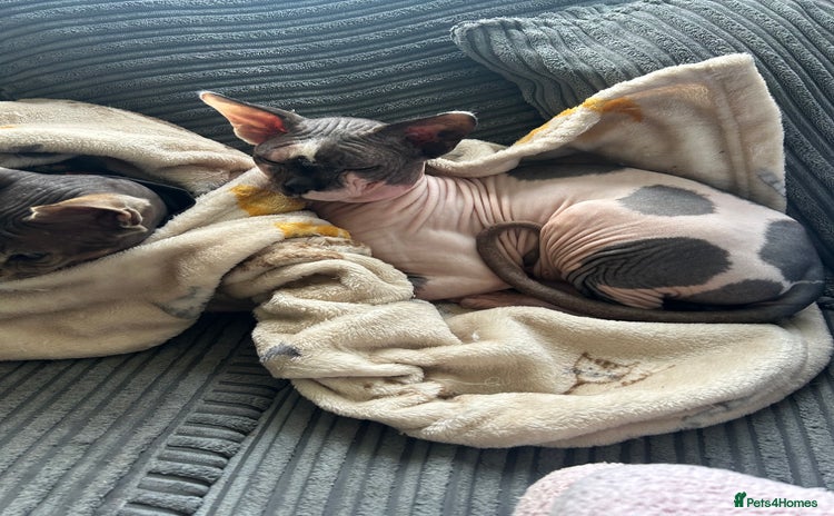 Sphynx cats - Advert 2