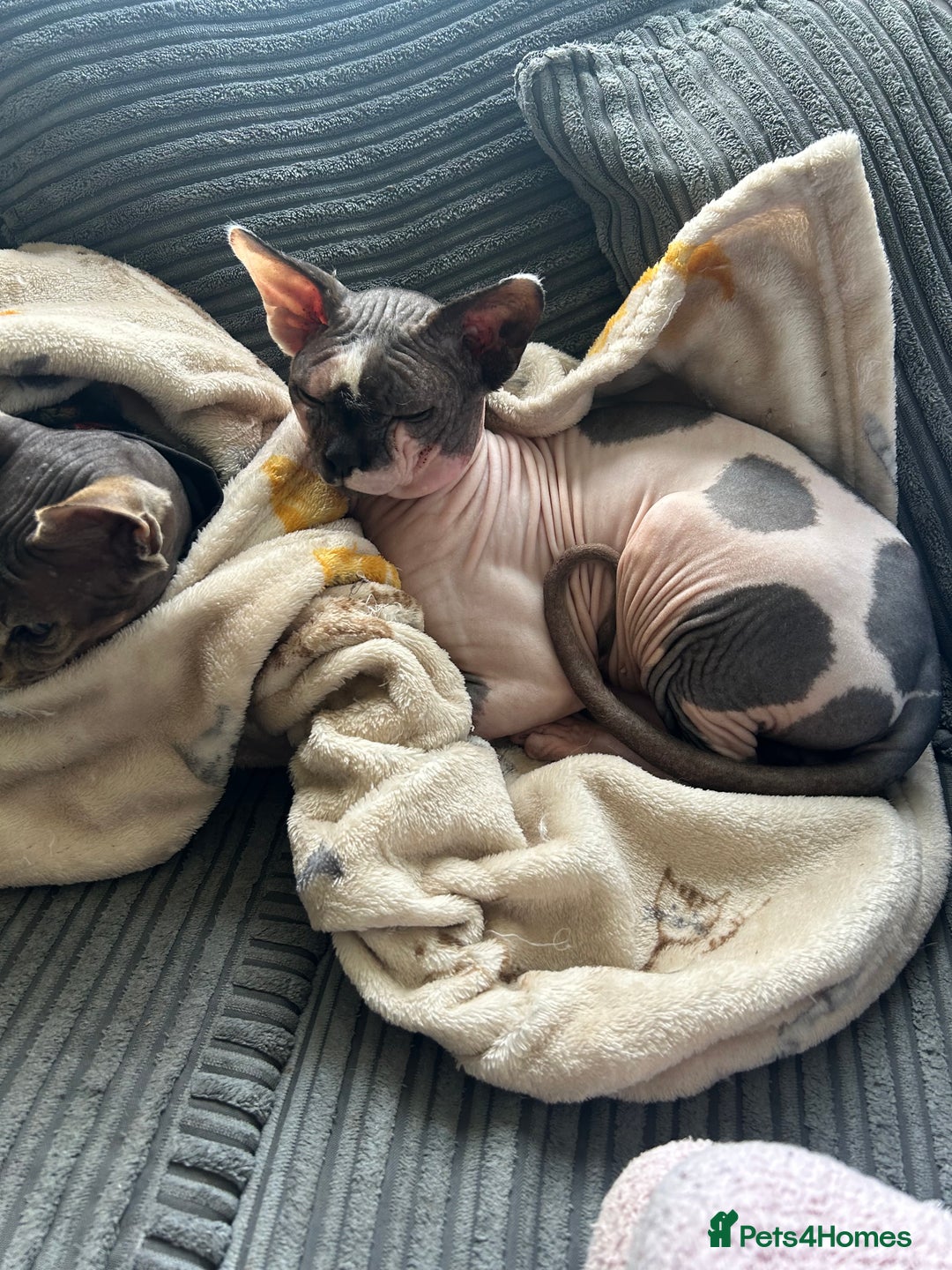 Sphynx cats for sale: 4 year old male sphynx  - Image 1