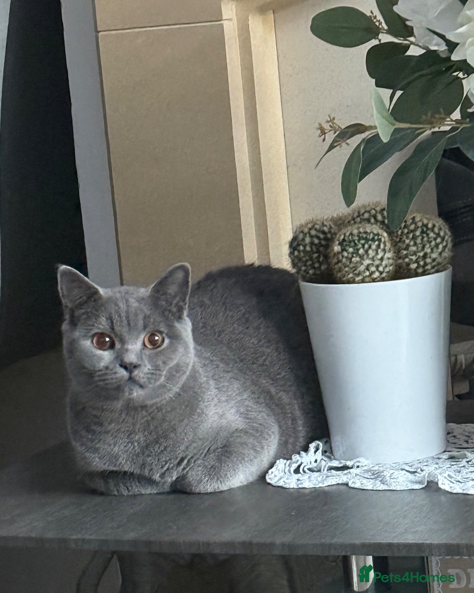 British Shorthair cats British shorthair kittens “READY NOW” - Advert 11