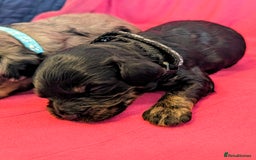Cavapoo dogs for sale: Beautiful Phantom Merle and Phantom Cavapoos - Image 13