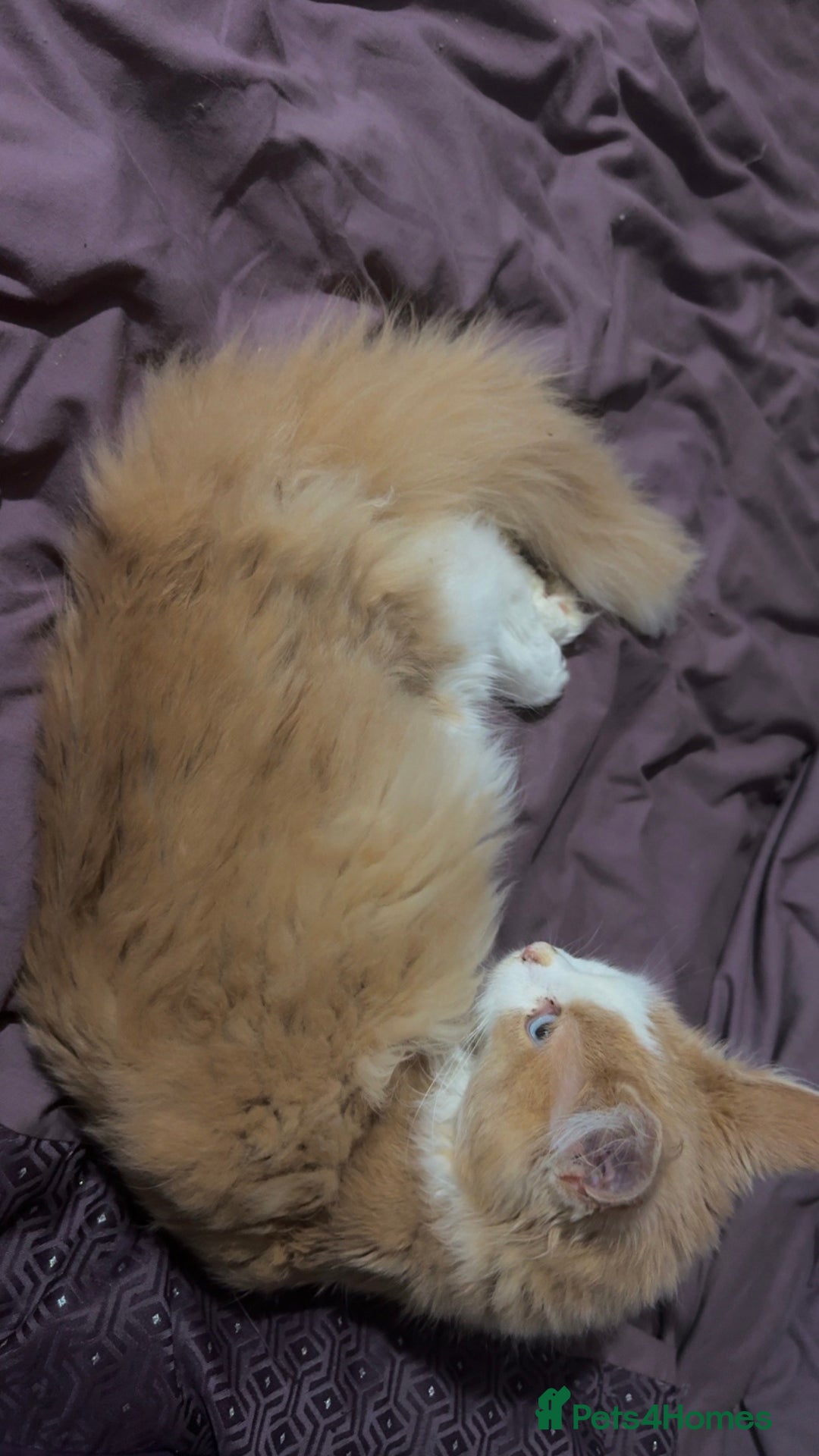 Maine Coon cats for sale: Blue eyed maine coon girl for sale  - Image 4