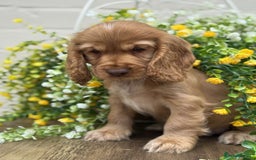 Cocker Spaniel dogs for sale: Showtype cocker spaniels  - Image 13