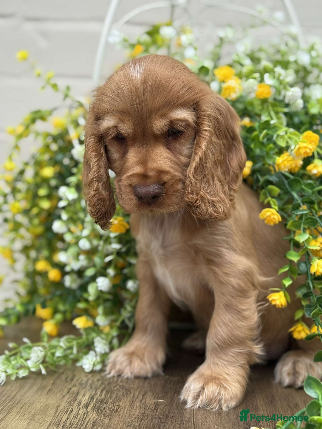 Cocker Spaniel dogs for sale: Showtype cocker spaniels  - Image 13