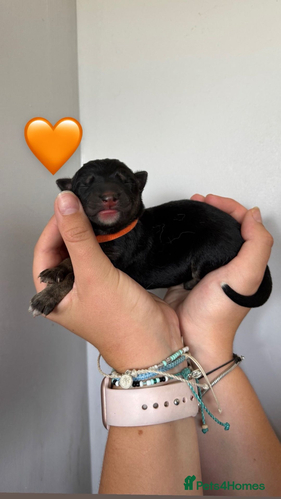 German Shepherd dogs for sale: Stunning German Shepherd/Utonagan Puppies  - Image 14