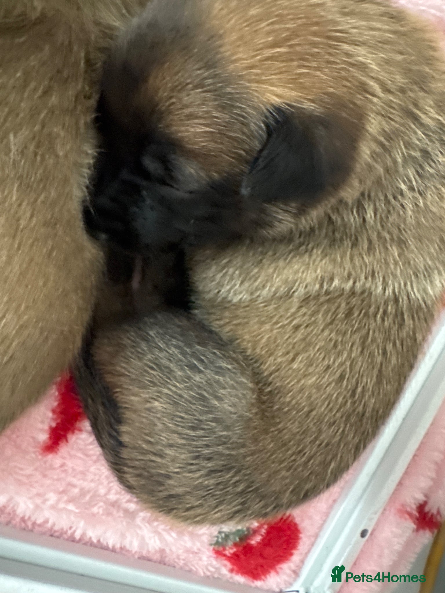 Belgian Shepherd Dog dogs for sale: 8 beautiful babies  in St Albans - Advert 10