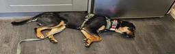 Mixed Breed dogs for adoption: ❤️🐶 PENNY – FRIEND TO EVERYONE - Advert 7