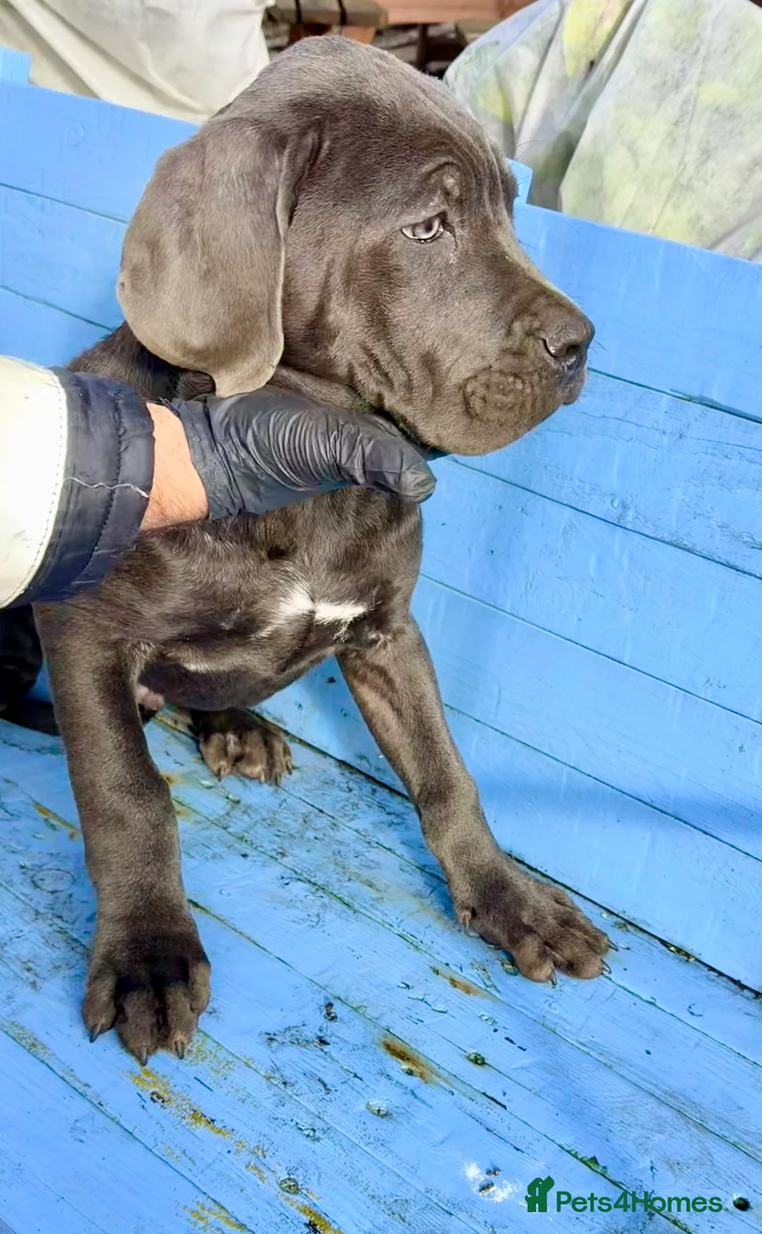 Cane Corso dogs for sale: Beautiful Cane Corso puppies available - Advert 8