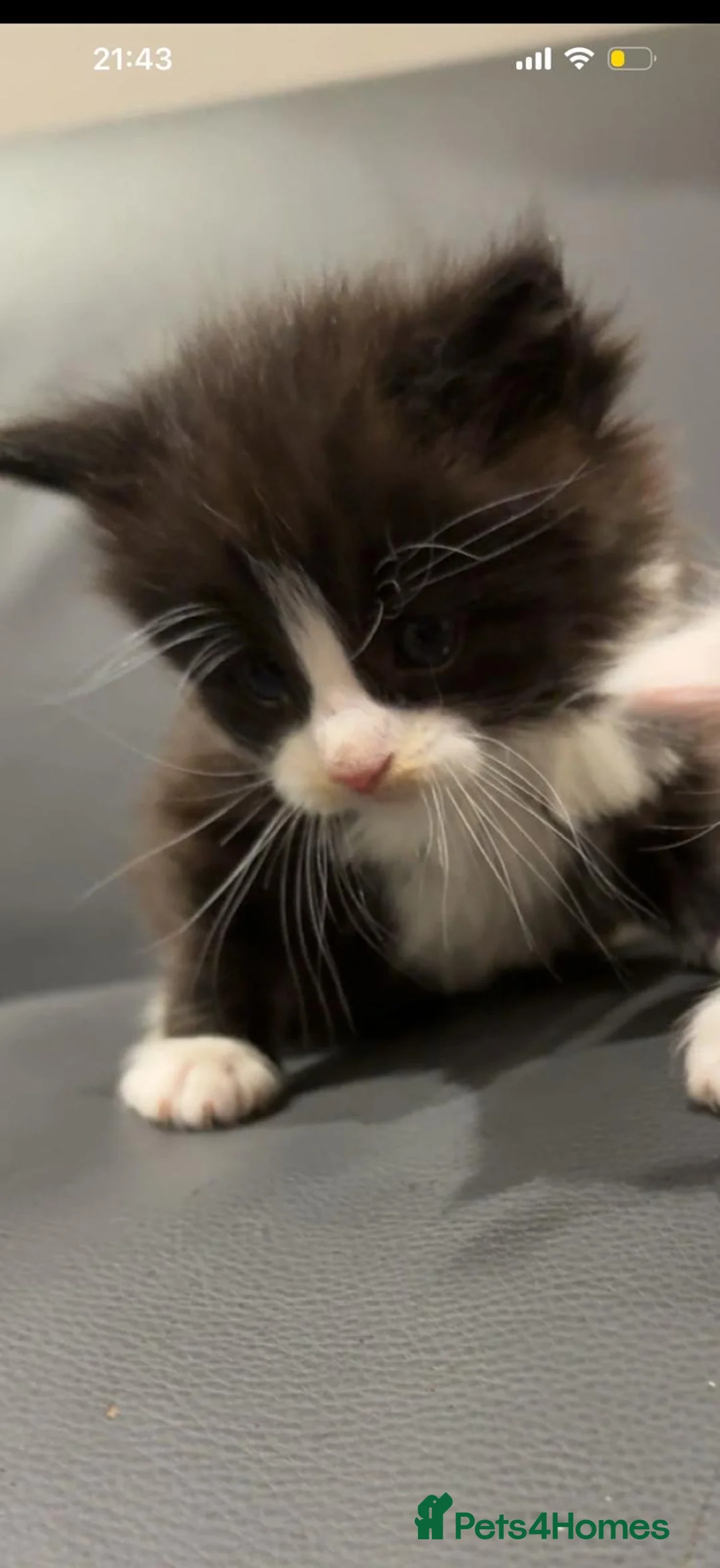 Maine Coon cats for sale: Chunky Maine coon x stunning kittens  - Advert 2