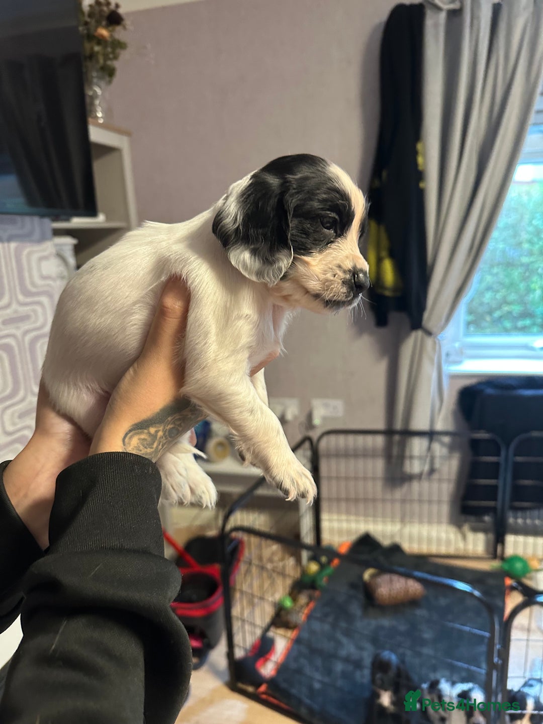 Cocker Spaniel dogs for sale: Cocker spaniel puppies  - Image 2