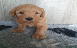 Labradoodle dogs for sale: labradoodle - Image 5