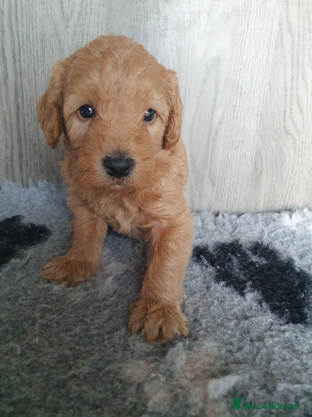 Labradoodle dogs for sale: labradoodle - Image 5