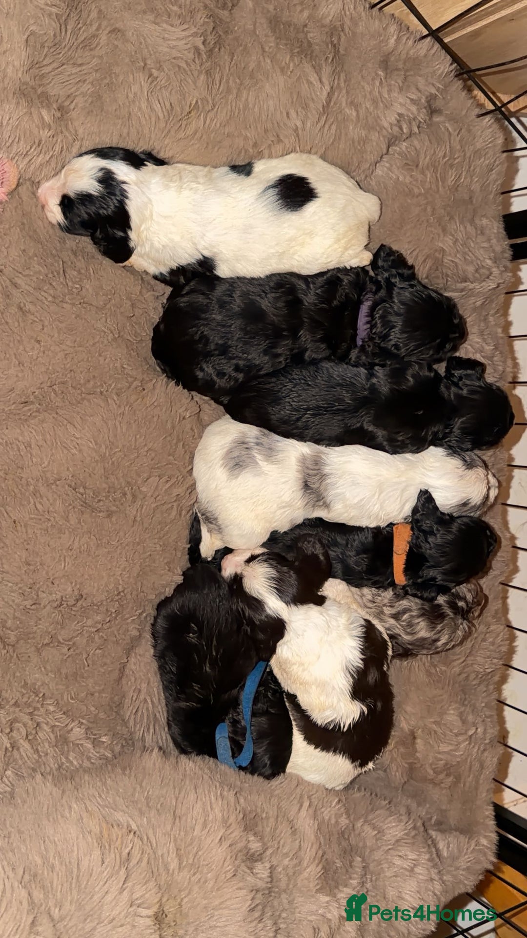 Cocker Spaniel dogs for sale: Cocker Spaniel Merle Puppies  - Advert 26