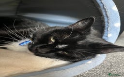 Ragdoll cats for sale: Beautiful ragdoll tuxedo cat - Image 4
