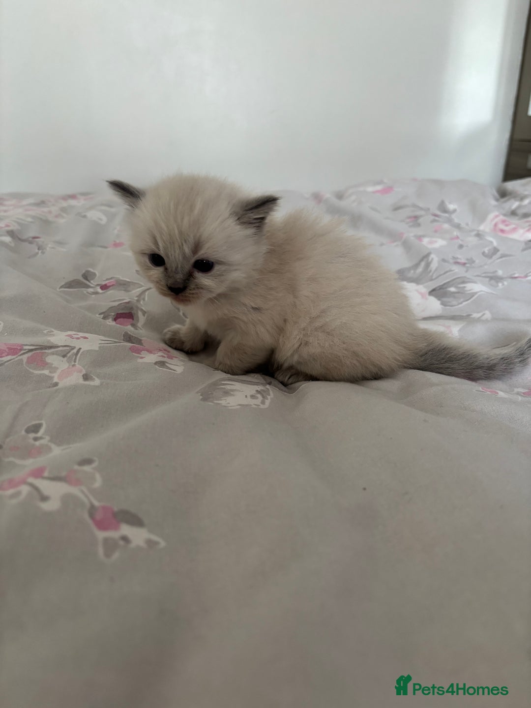 Ragdoll cats for sale: Purebred bluepoint ragdolls - Image 8