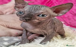 Sphynx cats for sale: Baby sphynx ready for reservation  - Image 5