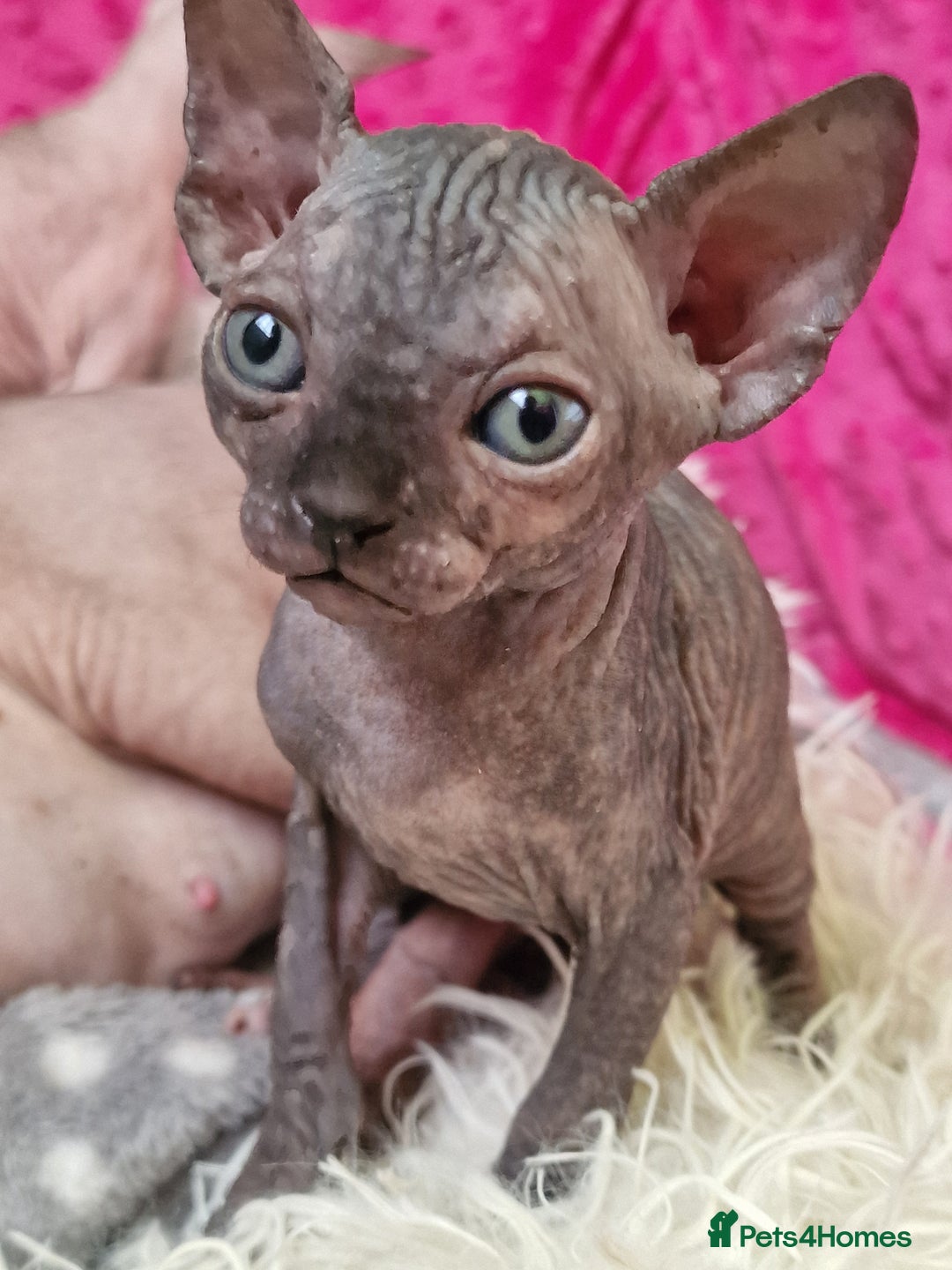 Sphynx cats for sale: Baby sphynx ready for reservation  - Image 5