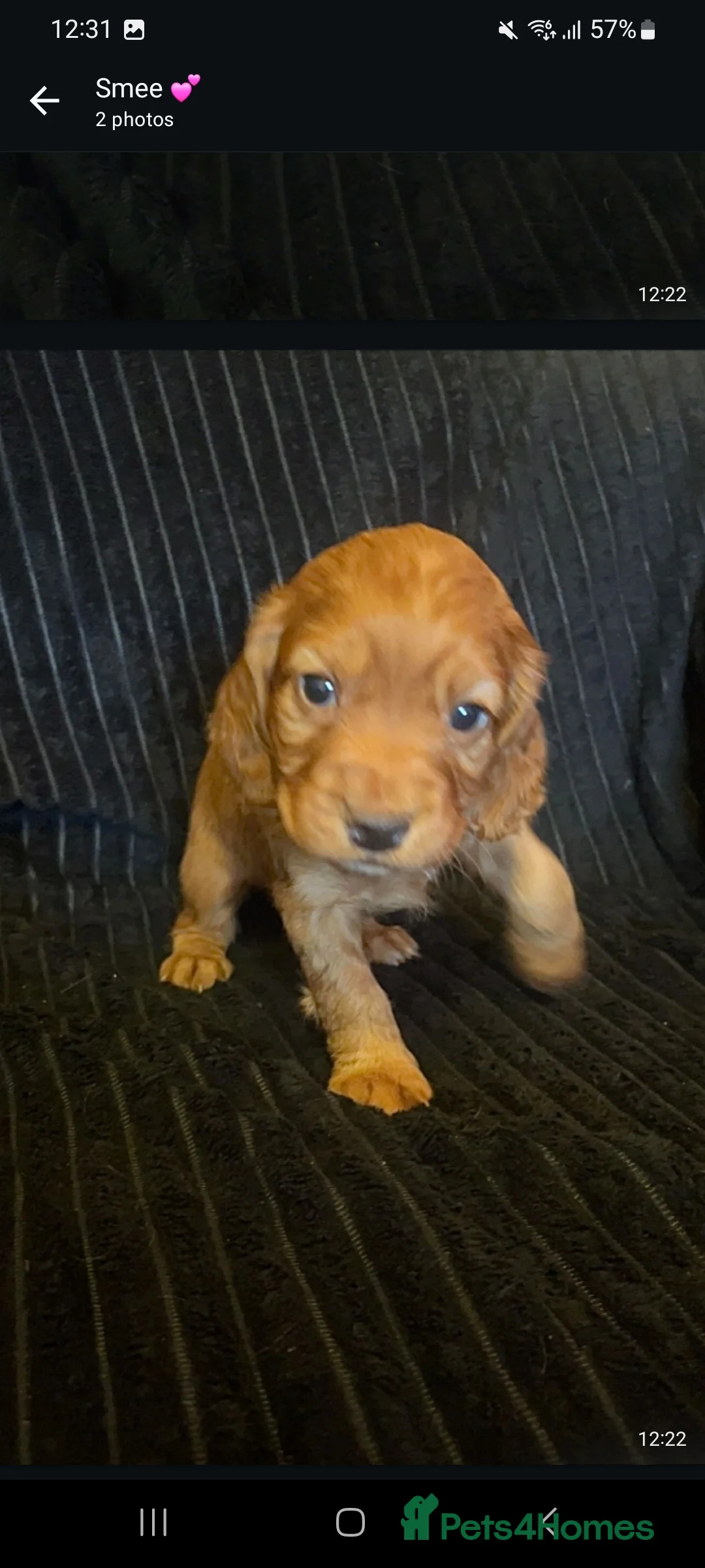 Cocker Spaniel dogs for sale: Working cocker spaniel puppies for sale - Advert 16