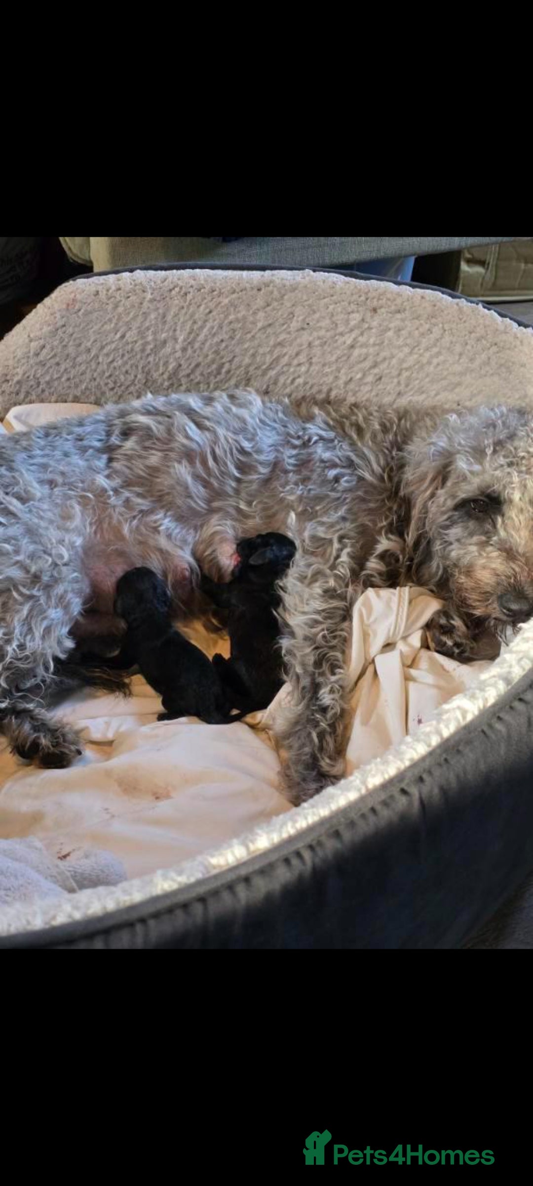 Bedlington Terrier dogs for stud: Bedlington for stud  in Chesterfield - Image 24